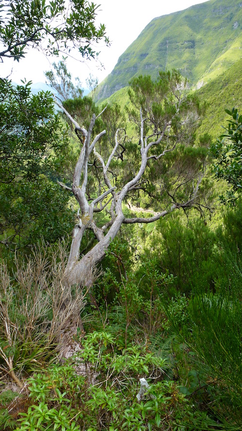 An Erica arborea shrub