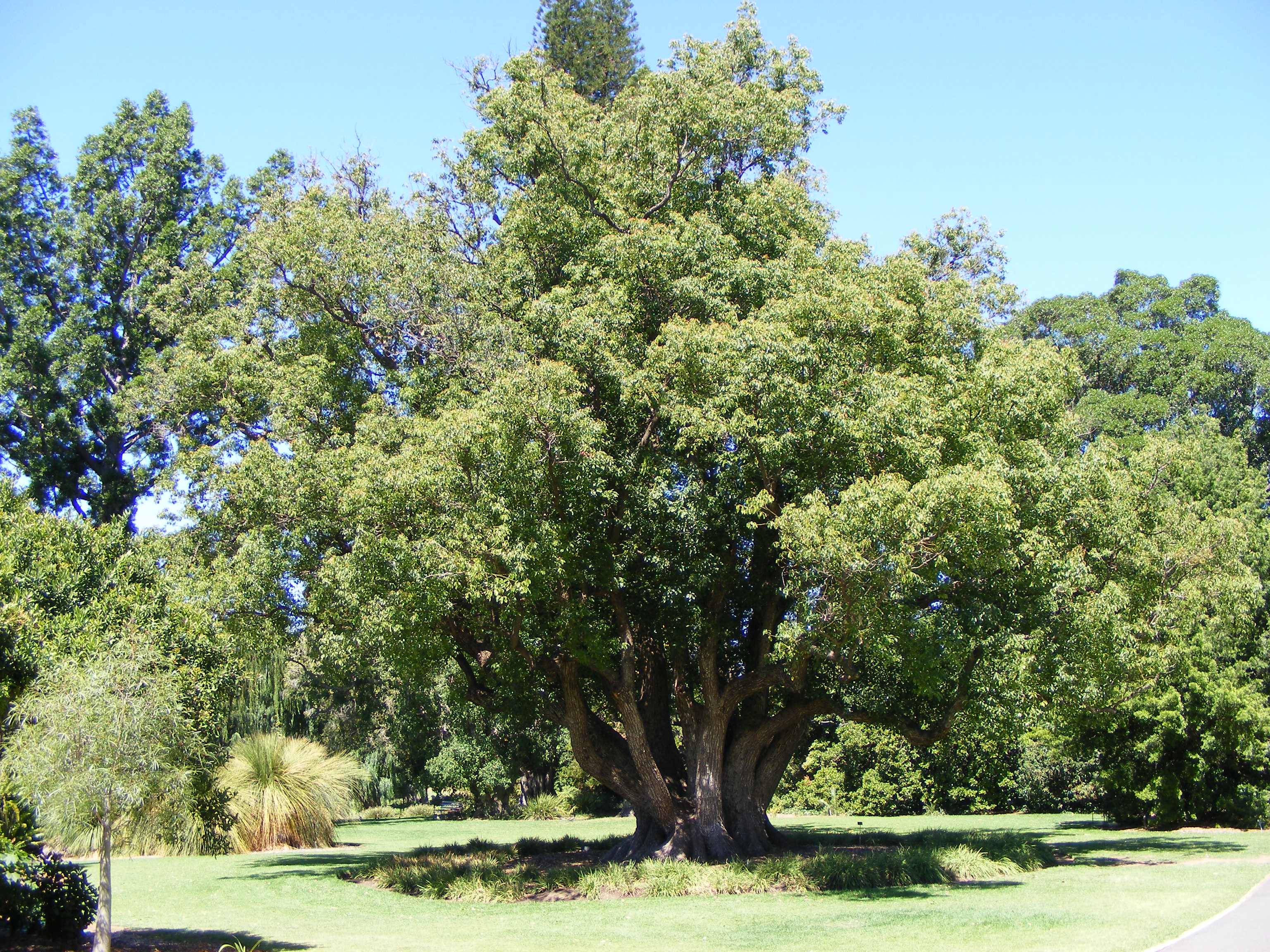 Camphor Burl – Cook Woods