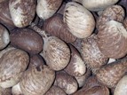 Tagua Nuts